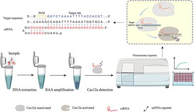 Rapid and Ultrasensitive Detection of Methicillin-Resistant Staphylococcus aureus Based on CRISPR-Cas12a Combined With Recombinase-Aided Amplification